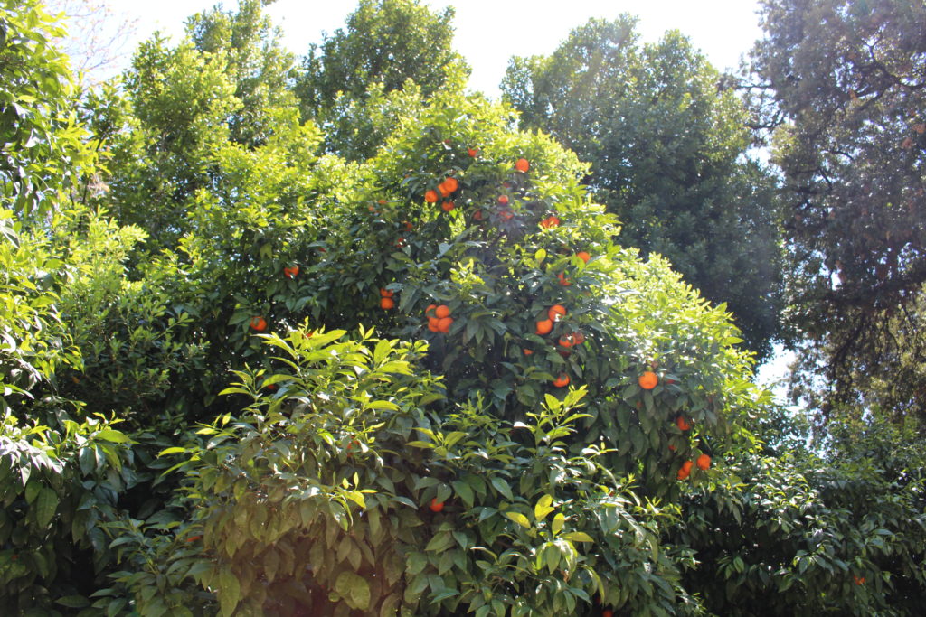 Nationalgarten Orangenbäume